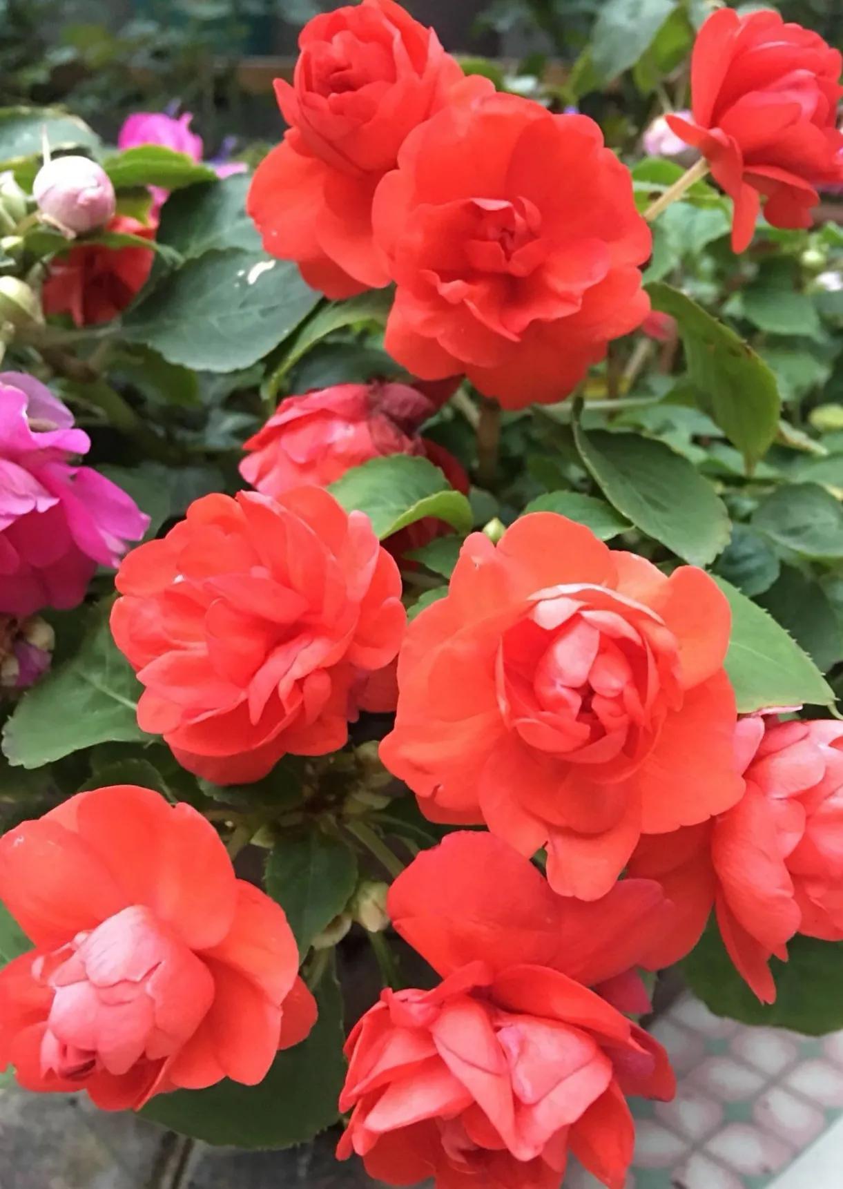 中国凤仙花图片,"指甲花"凤仙花正吐芳华