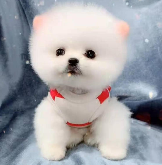 博美球形犬多少钱一只(为什么越来越多人养) - 价格百科