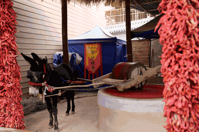 马属于什么类动物，马是属于兽类吗（马看上去处处比驴强）