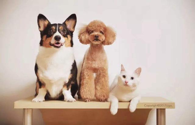 宠物兔子寿命，不同的宠物寿命如何（兔子兔子的寿命）