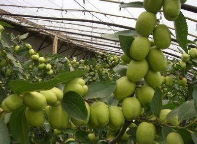 西安有哪些特色水果，陕西特色水果（水果在西安也有“盛唐气象”）