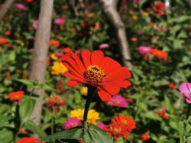 厦门十大适合端午旅游的地方是什么，厦门适合秋游的地方（推荐几个值得一去的小众打卡点）