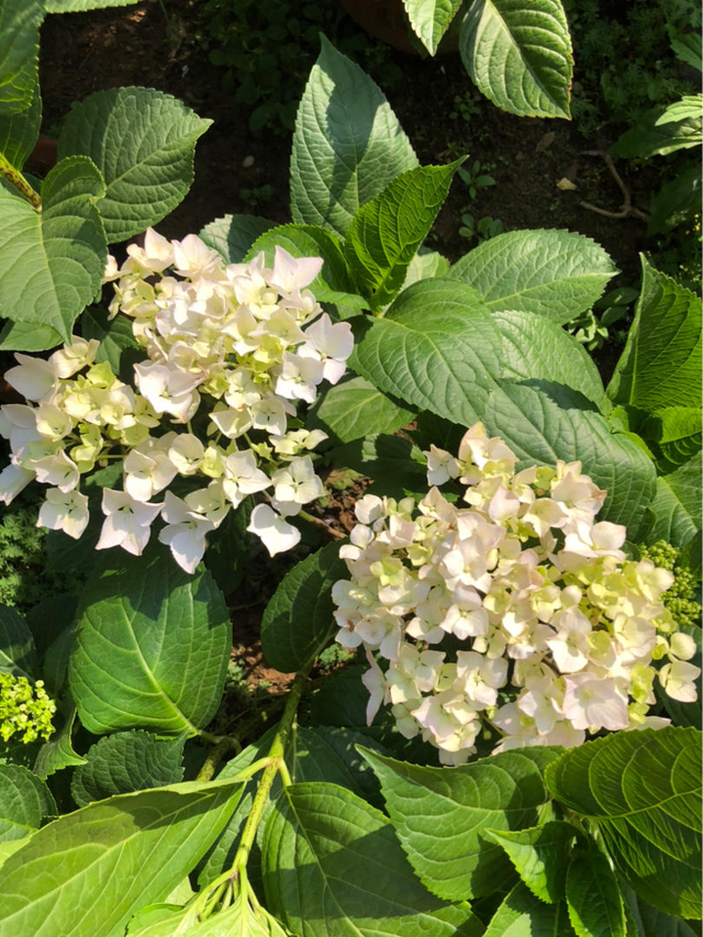 无尽夏绣球养护，无尽夏绣球种植方法（养无尽夏注意5要点）