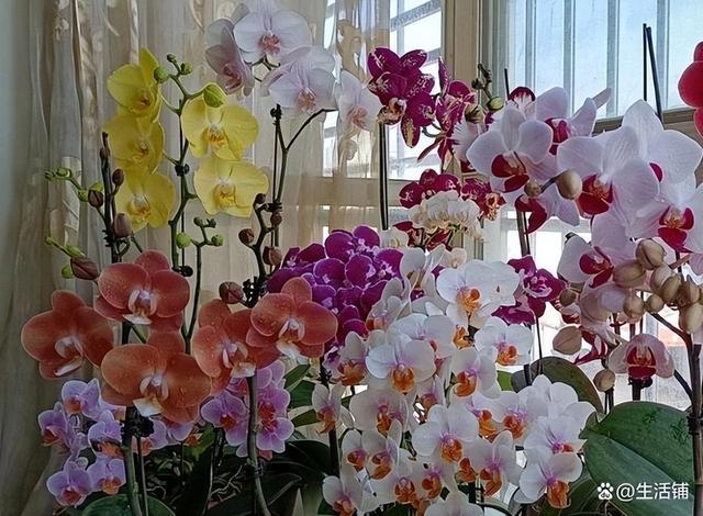 花蔫了怎么救活，花晒蔫了怎么补救合适（3个方面注意方法，轻松养开花）