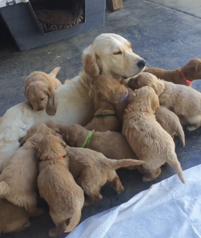 狗和人能生孩子吗，人跟狗会生出孩子吗（为啥狗狗会和母亲“近亲繁殖”）