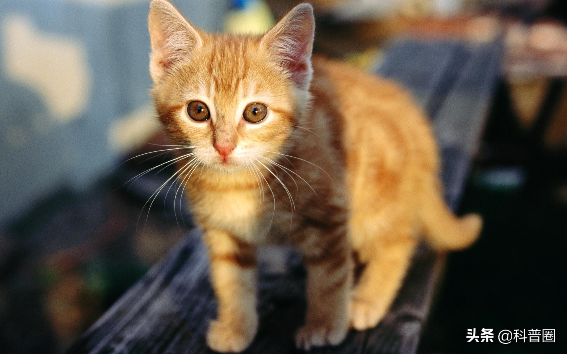 猫的生殖器(猫和狗连在一起)