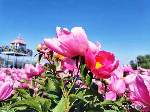 美丽动人是什么意思，美丽动人是形容什么的（邀您领略春末夏初“花相之美”）