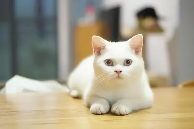 上海宠物猫领养，卖猫平台有哪些（上海宠物猫领养网）