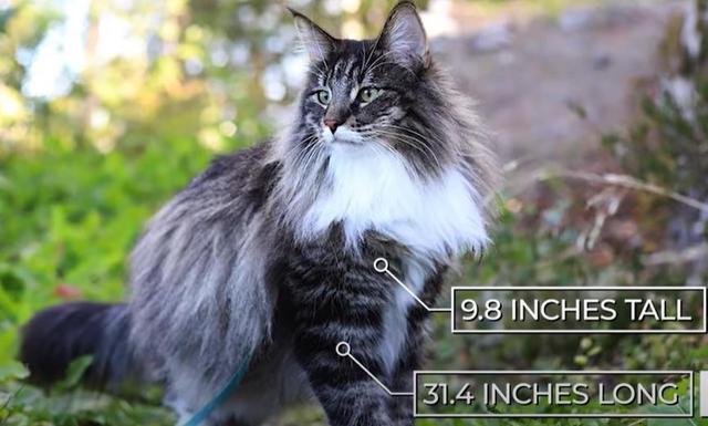 猫的种类图片及名称，猫的种类图片及介绍（猫的种类和性格特点）