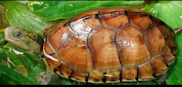 乌龟的品种真实图片