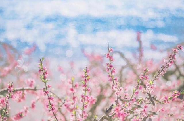 如何画简单好看的桃花，如何画简单好看的桃花图（分享图片：手绘桃花）