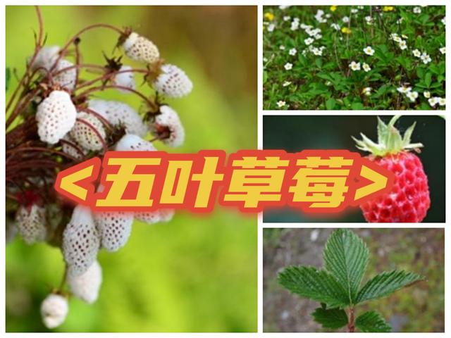 野草莓能吃吗，野草莓能吃吗长的什么样子有图片吗（道不明千姿百态的中国草莓）