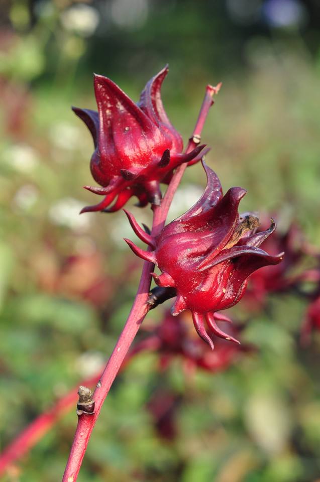 农村能吃的100种野菜图片，有哪些野菜可以吃