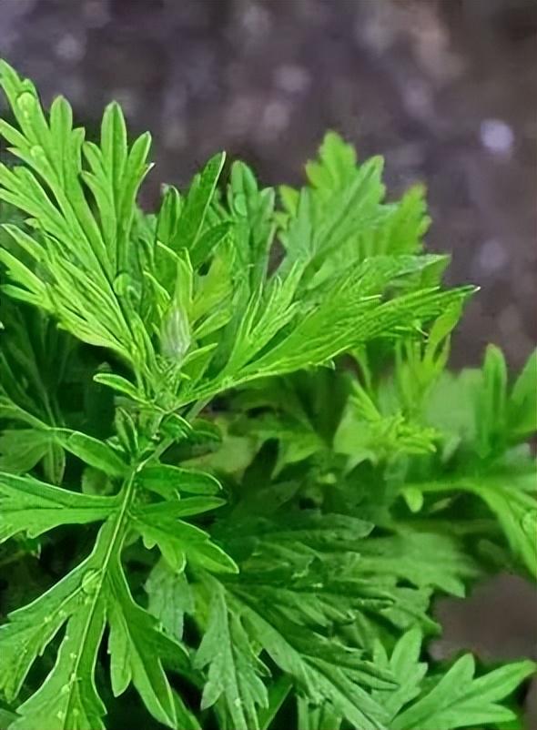 青团是哪里的特产，蒿子粑粑是哪里的特产（江南春天的味道）