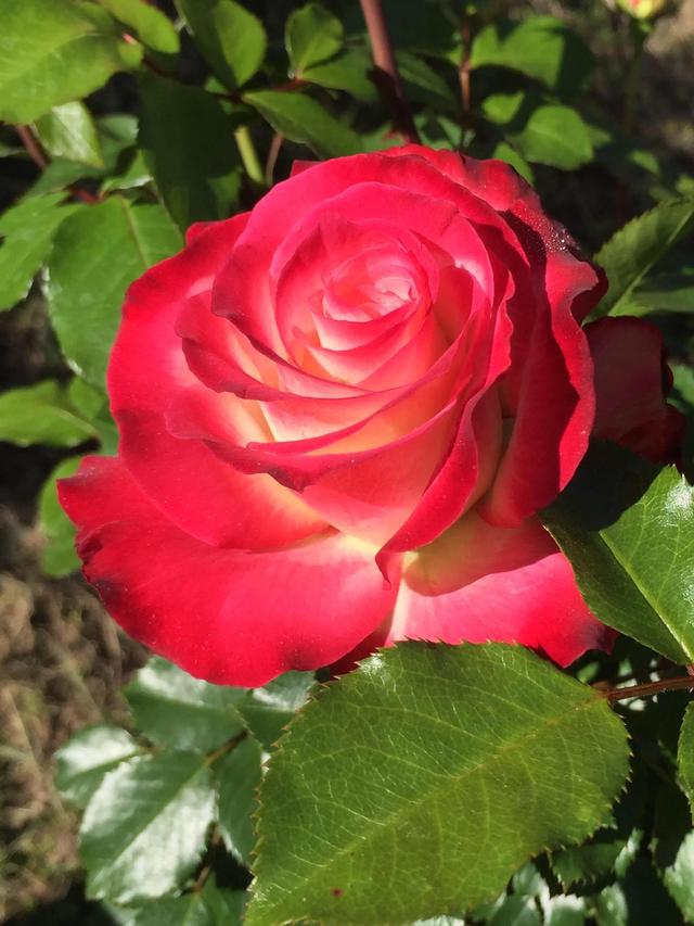 红玫瑰花语是什么意思，红玫瑰花代表什么意思（红玫瑰、白玫瑰、黄玫瑰、粉玫瑰的区别）