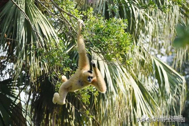 深圳世界之窗门票多少钱一张，深圳世界之窗晚上门票多少（动物园\u0026世界之窗/欢乐海岸水秀）