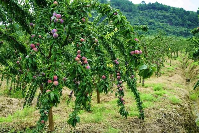 广西的特产水果有哪些，广西的特产有什么水果（满足水果控们的所有期望）