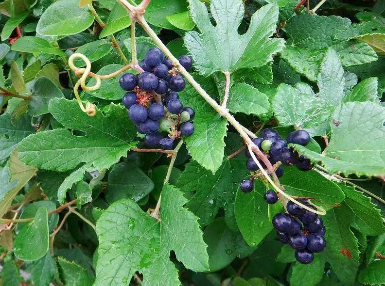 槐米是什么样的图片,每日一味抗癌中药——野葡萄藤-相术-荣耀易学