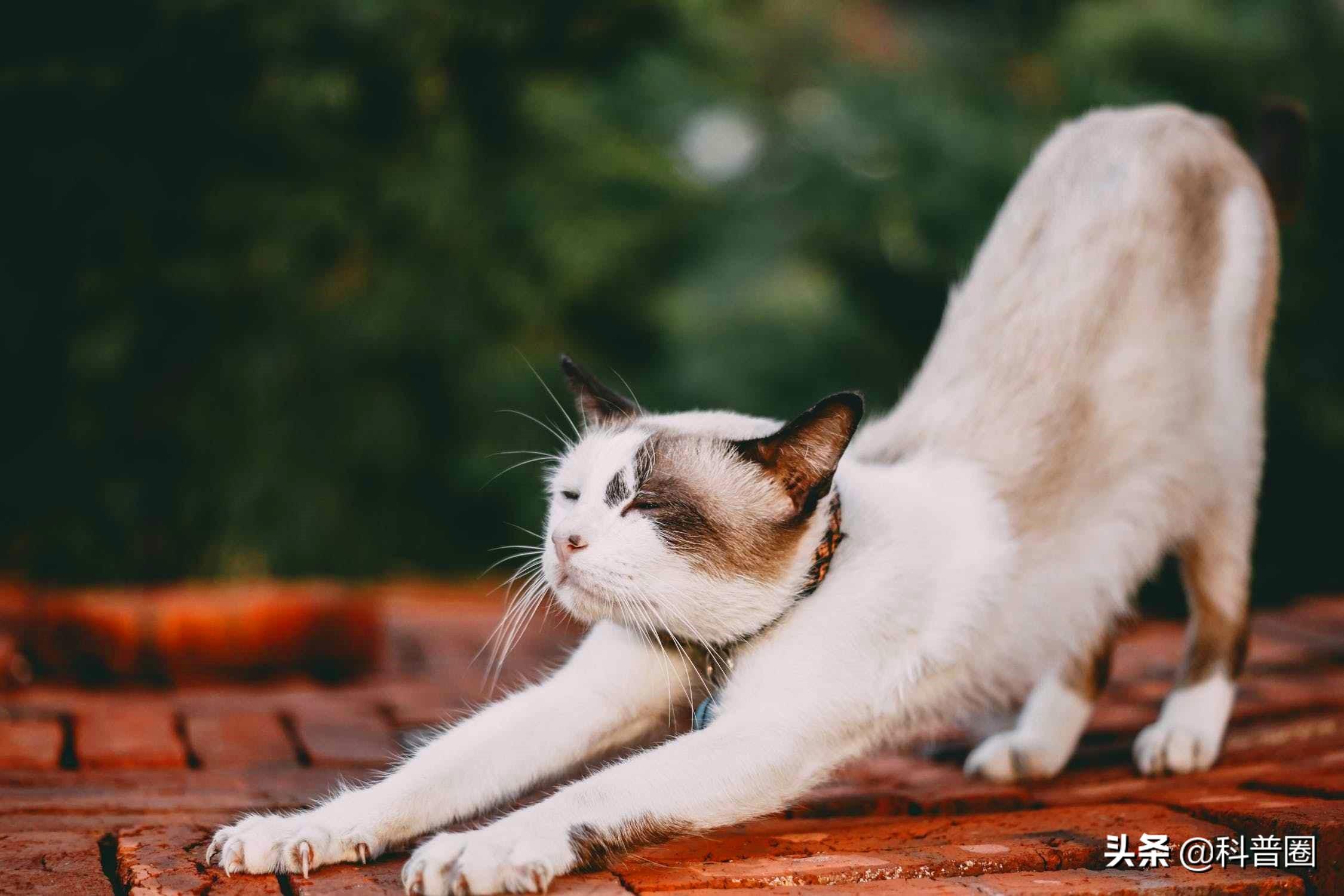 猫的生殖器(猫和狗连在一起)