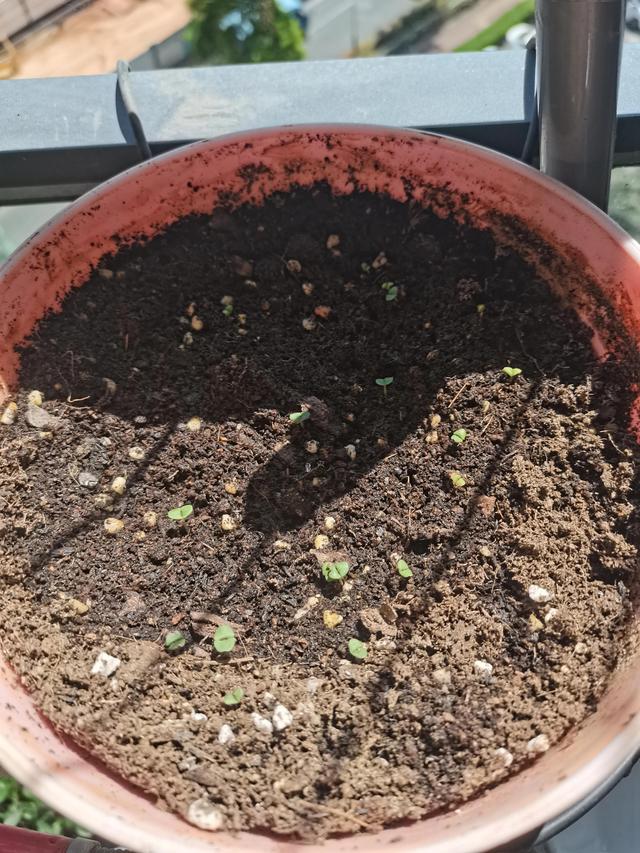 荆芥种子，今年在深圳实现荆芥自由（荆芥的种植方法）