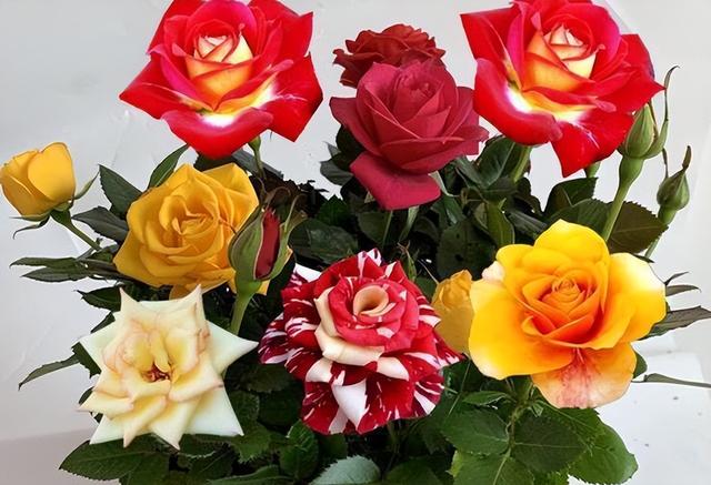 十朵玫瑰代表什么，十朵玫瑰代表什么意思（阳台再小也要养盆多色玫瑰）