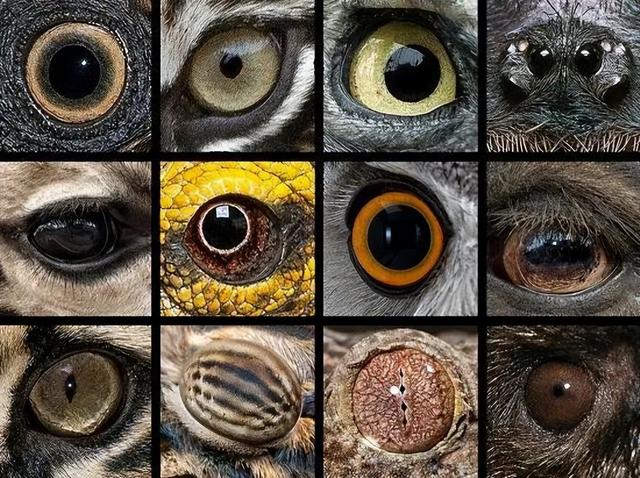 动物眼睛类型图片