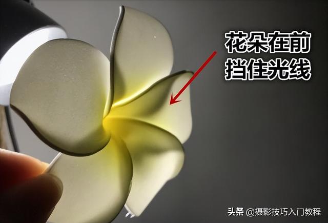 图片透明度怎么调，美图秀秀设置图片透明度（如何让花瓣呈现出半透明的通透感）