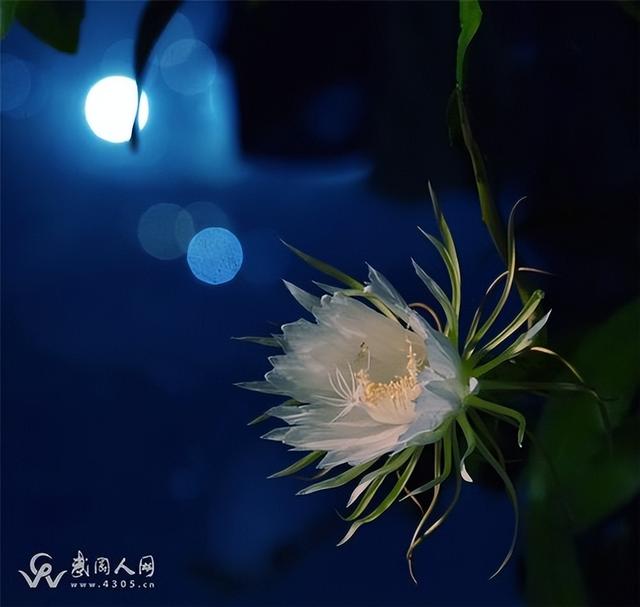 世界上最漂亮的花，世界上最漂亮的十种花（世界上最美的花，只为他开放）