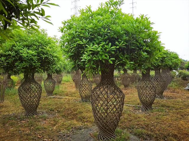 门前风水十大吉祥花，风水十大吉祥花排行（庭院里种“富贵树”）