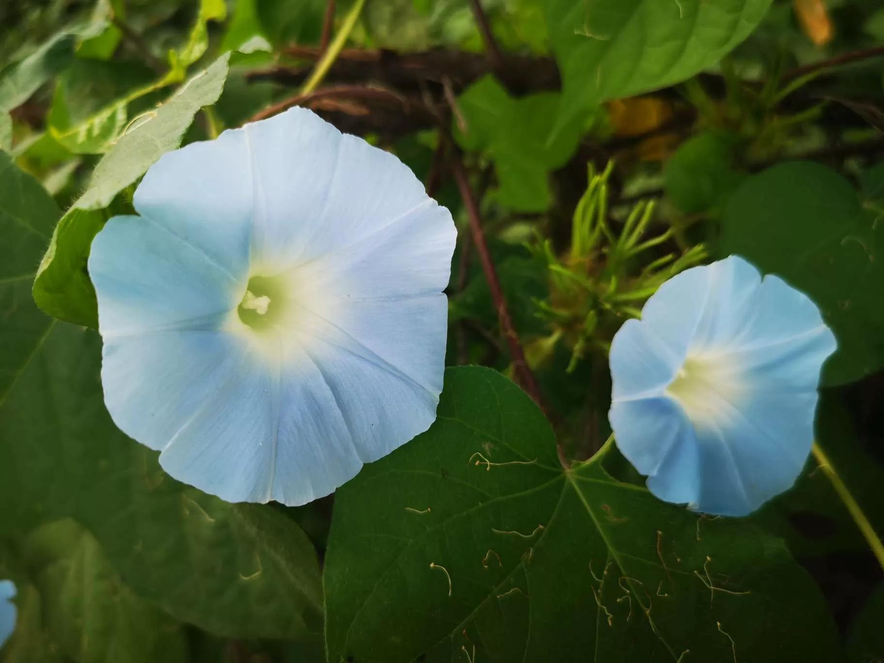 牵牛花图片大全，牵牛花品种大全（与君共赏牵牛花美图大全）