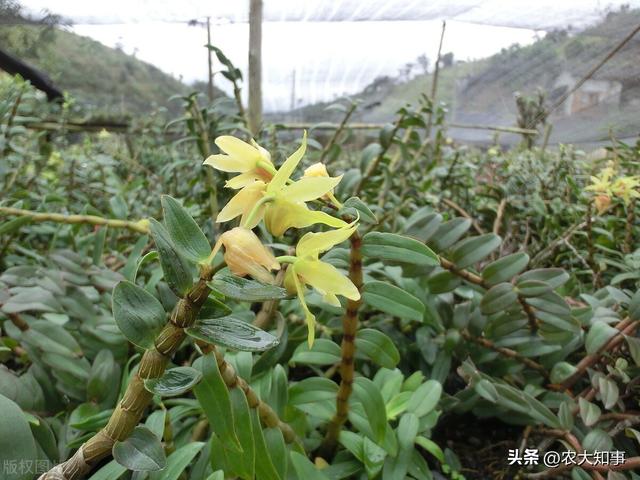 石斛多少钱一斤，石斛多少钱一斤2022年价格（铁皮石斛为何惨淡收场）