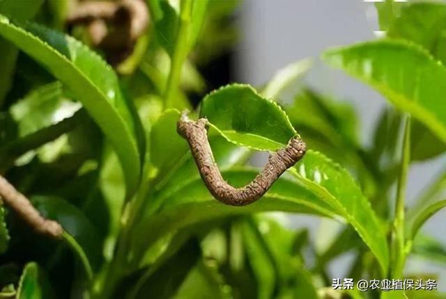 鳞翅目的昆虫有哪些分类，鳞翅目常见昆虫有哪些（第二章、农业植物害虫害螨）