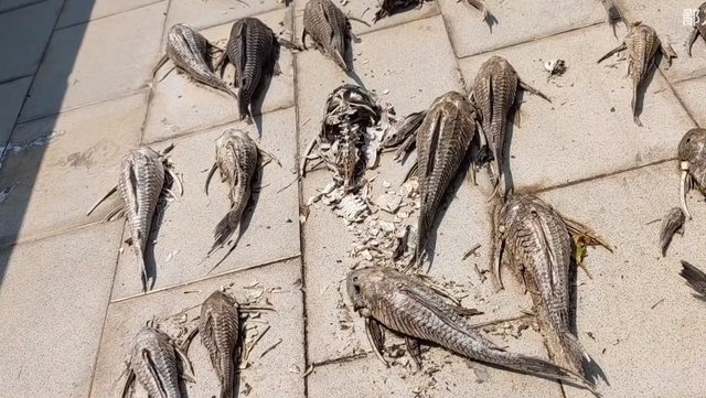 什么是清道夫，什么是清道夫鱼能吃吗（活埋清道夫被指责虐待动物）