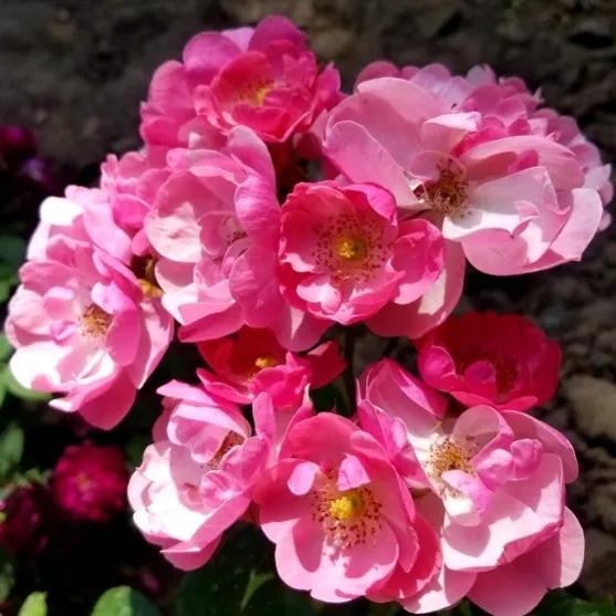 鲜花的花语和花的数目的寓意，鲜花数量的寓意（100种迷人的“数字花”）