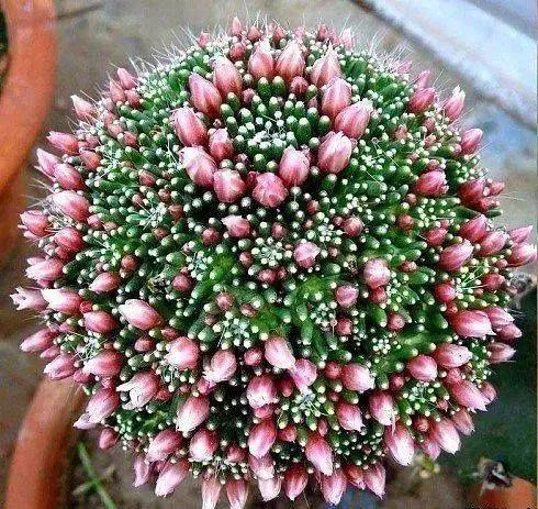 仙人掌开花图片，八种开花勤快的仙人掌植物（40多种罕见的仙人掌开花图）