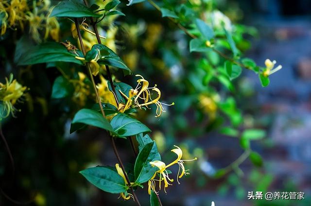 十大珍稀名贵桂花，桂花什么品种最名贵（十种“富贵”花）