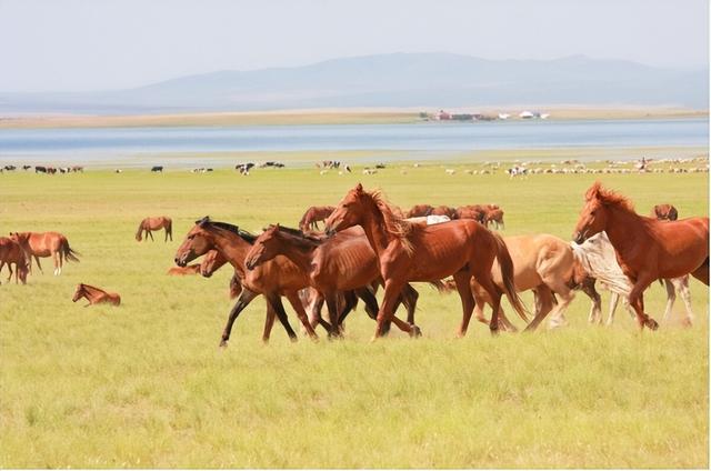 指鹿为马指什么生肖，指鹿为马开过什么生肖（揭秘指鹿为马：考古发现新证）