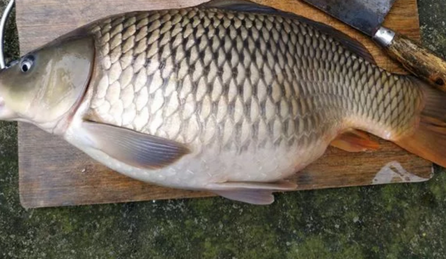 清炖草鱼的家常做法，清炖草鱼的家常做法简单（白洋淀菜系之六——清炖鲤鱼）