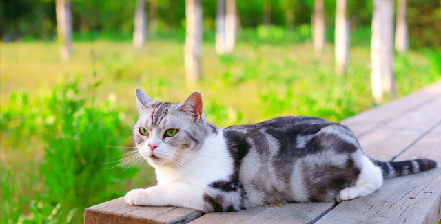 最好看的三种长毛猫，“靠颜值打天下”的几种猫咪
