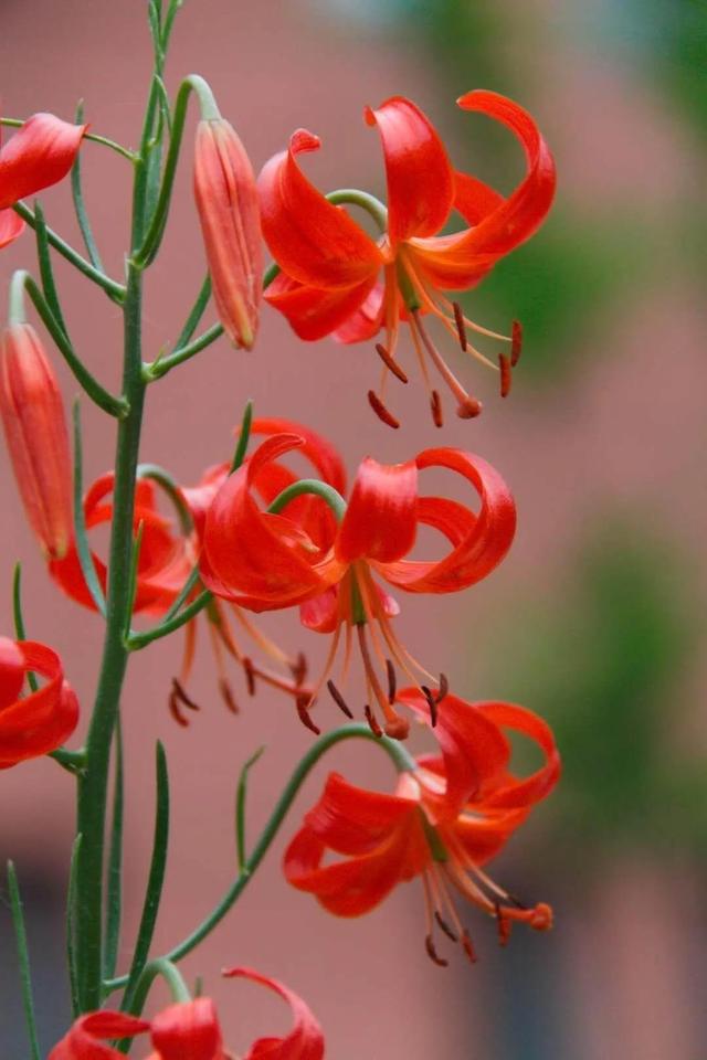 朋友圈晒百合花的心情短语，花与人生感悟（愿你心田上的百合花依然盛开）