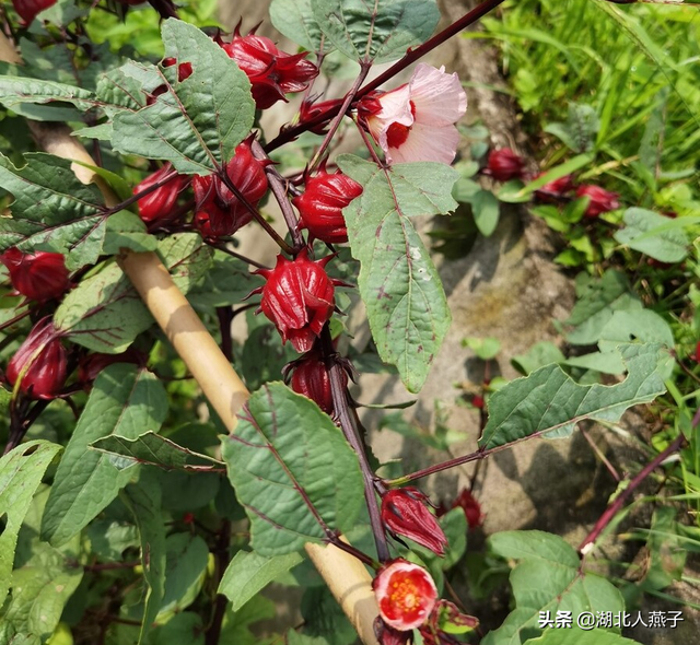 春天的花有哪些，春天21种可以食用的鲜花（一年四季都盛开的花是什么花）