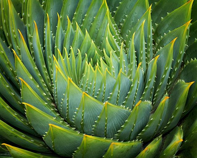 花，花好月圆人长久（72种鲜花欣赏图片）