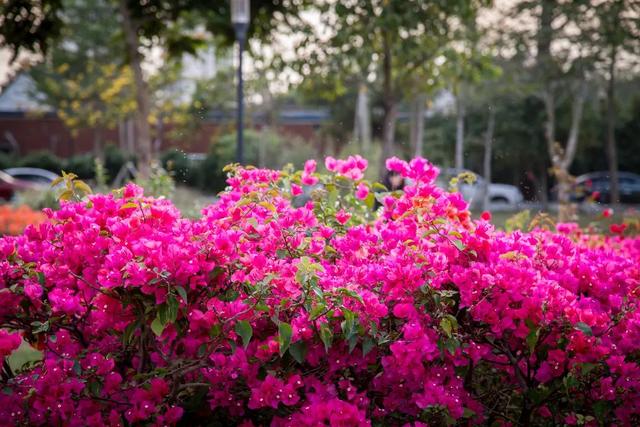 杜鹃最值得去的地方，赏杜鹃还有这些好地方…