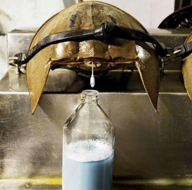 麝香的营养价值，麝香具有什么功效（价值贵重的5种生物体液盘点）