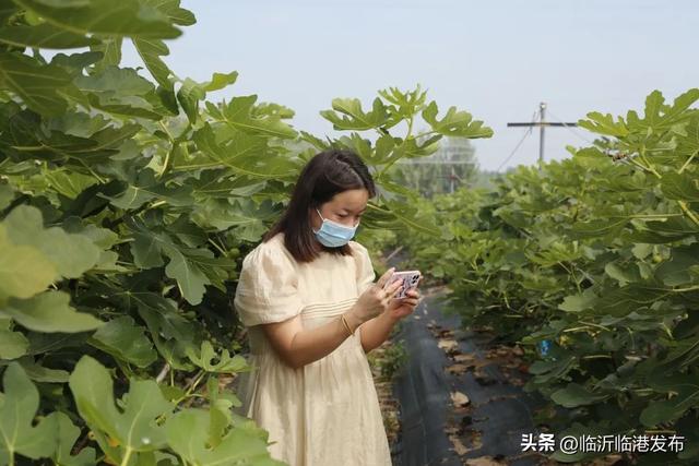 布兰瑞克无花果，布兰瑞克无花果苗行情（临港无花果采摘正当时，约起）