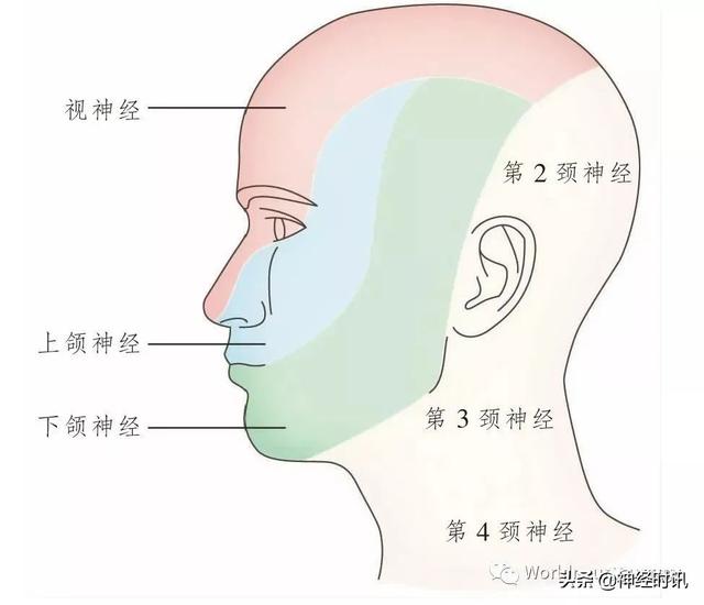 属于膜迷路的结构是，属于膜迷路的结构是蜗管蜗顶（彩图经典版│脑神经和脑神经核解剖）