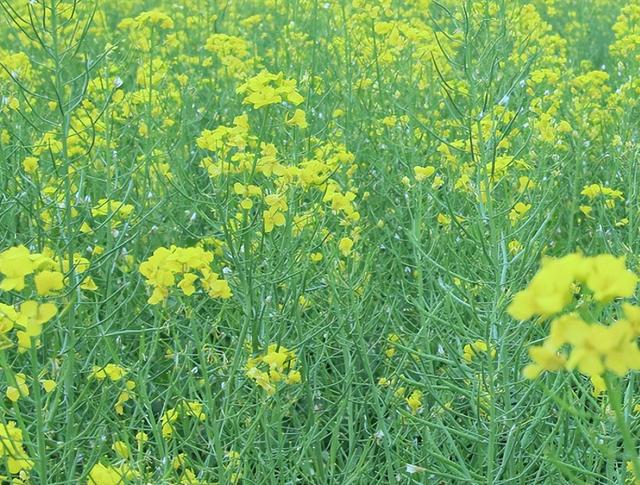 盖草能除草剂主要用于哪方面除草，盖草能可以除的草图片（田地里有杂草不着急）