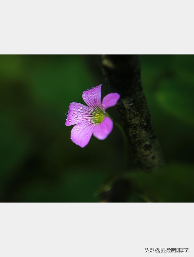好看的图片。，好看的图片背景（实拍25张唯美的花草照片）