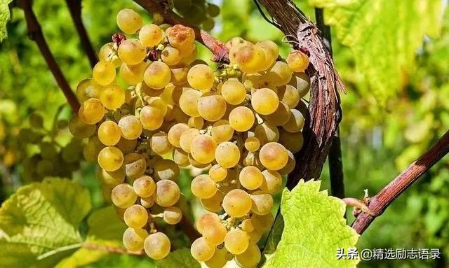 照顾好自己暖心的话，照顾好自己......