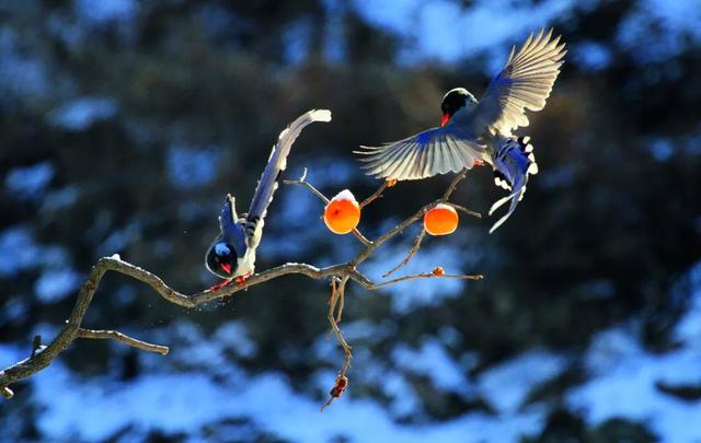 蓝桉的另一半情侣网名，蓝桉树红嘴蓝鹊微信昵称（跟着“鸟王爷”去观鸟）